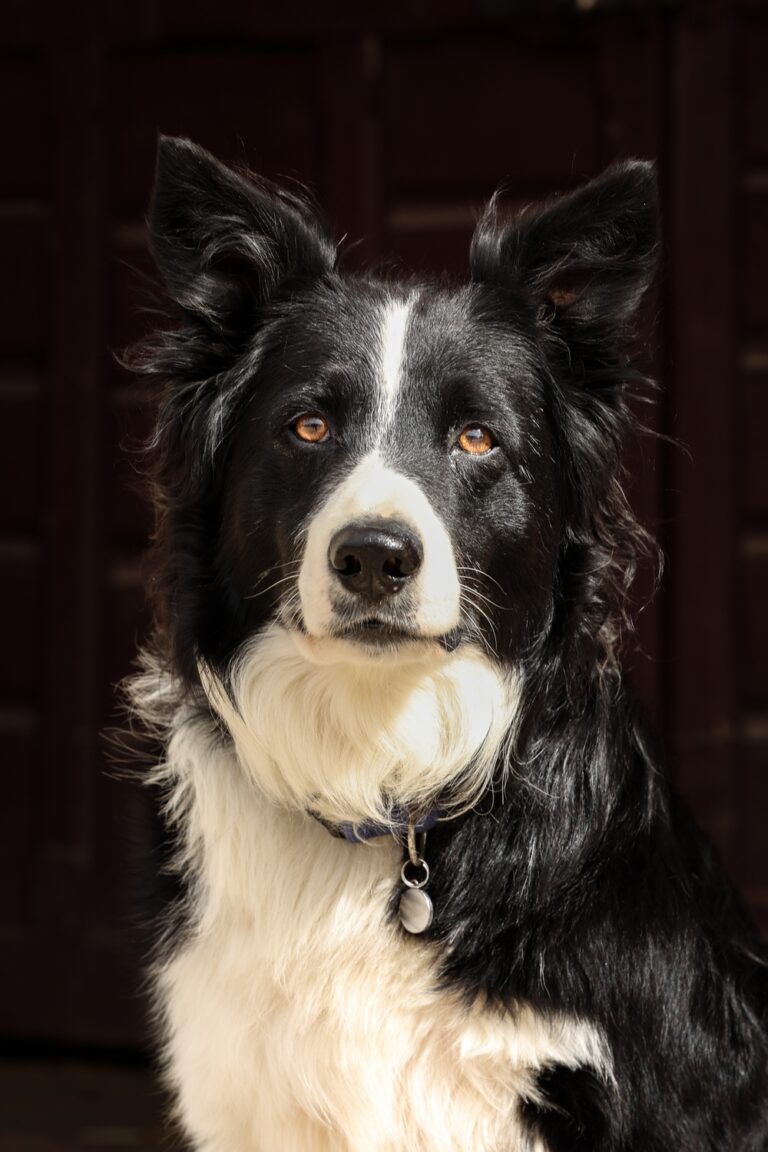 DP_2609_PortraitsChevauxVertical-chien